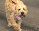 Race For Life 2014